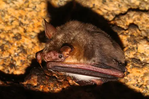 Lesser mouse-eared bat
