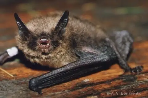 Brandt's bat