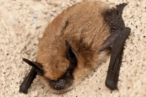 California Myotis