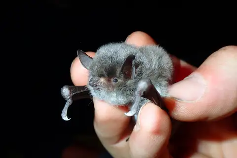 Long-fingered Bat