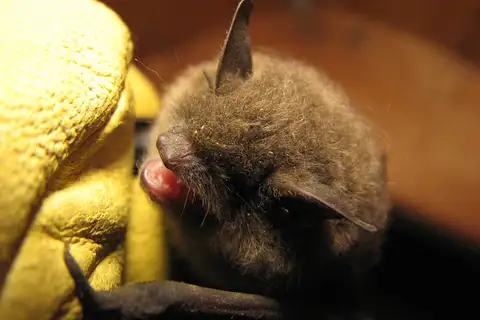 Chilean myotis