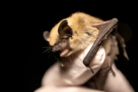 Western Small-footed Myotis