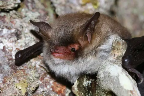 Cryptic Myotis