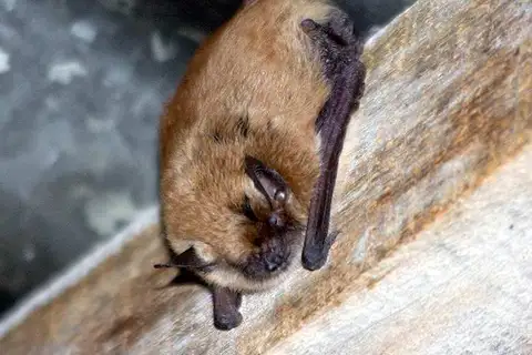 Dinelli's Myotis