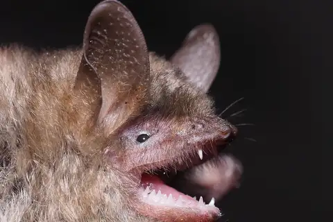 Geoffroy's Bat