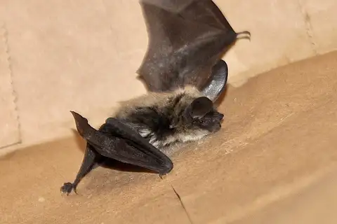 Long-eared Myotis