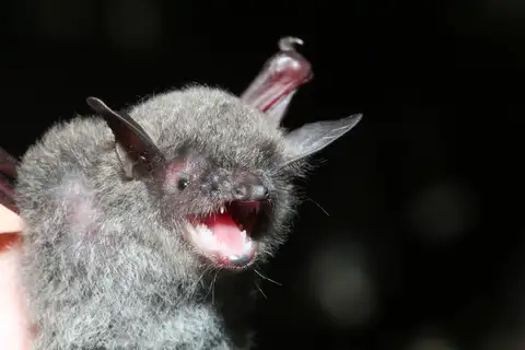 Fringed Long-footed Myotis