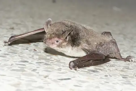 lesser large-footed bat