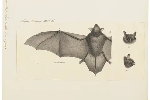 Horsfield's Bat