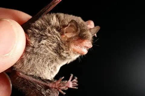 hairy-legged myotis