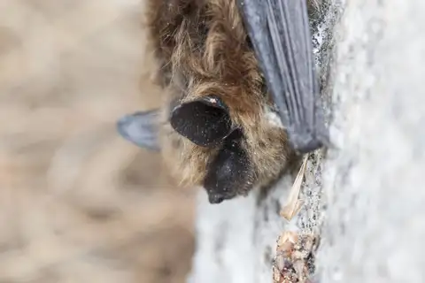 Eastern Small-footed Myotis
