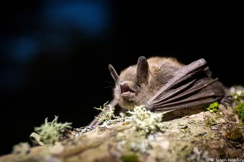 Little Brown Bat