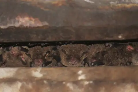 Schwartz's myotis