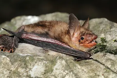 Mouse-eared Bat