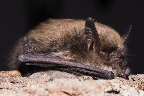 Whiskered Bat