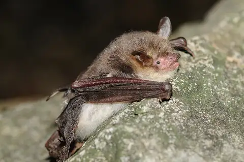 Natterer's Bat
