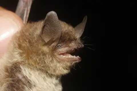Arizona Myotis