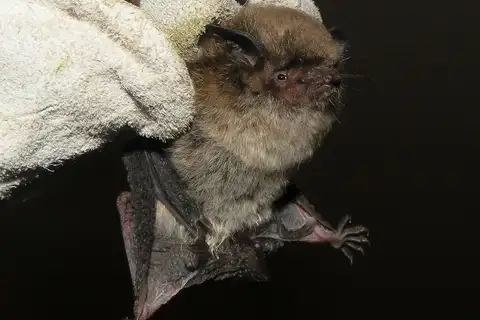 montane myotis