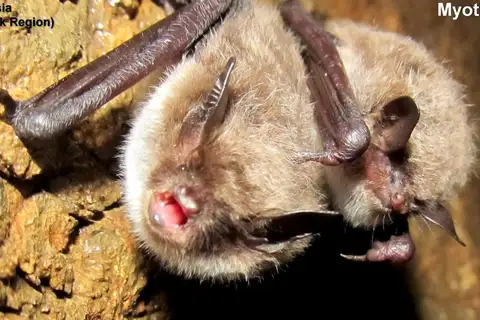 Eastern water bat