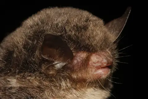 Northern Hairy-legged Myotis