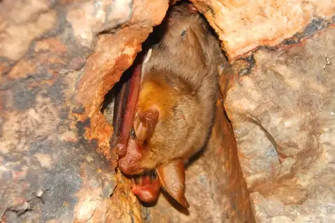 Felten's myotis