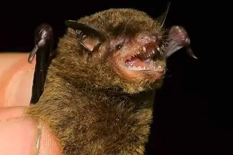 riparian myotis
