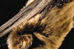Indiana Bat