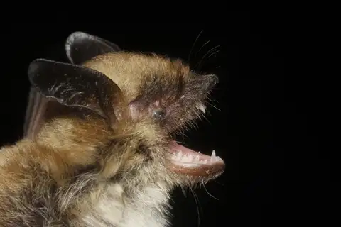 Fringed Myotis