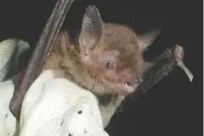 Cave Myotis