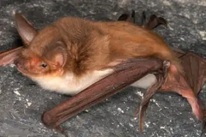 fish-eating bat