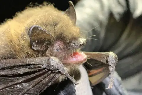 Long-legged Myotis