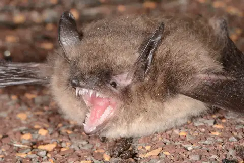 Yuma Myotis