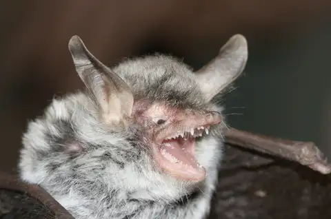 Zenati Myotis