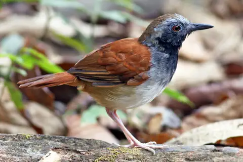 White-bellied Antbird