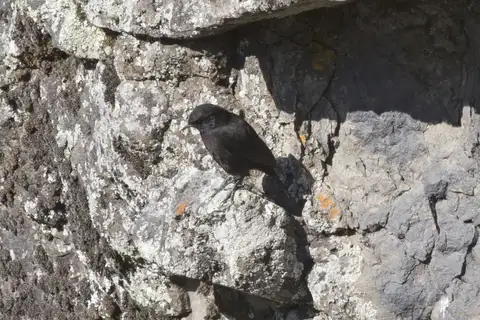 Rüppell's Black Chat