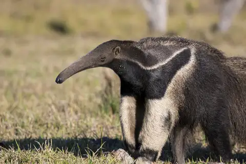 Giant Anteater