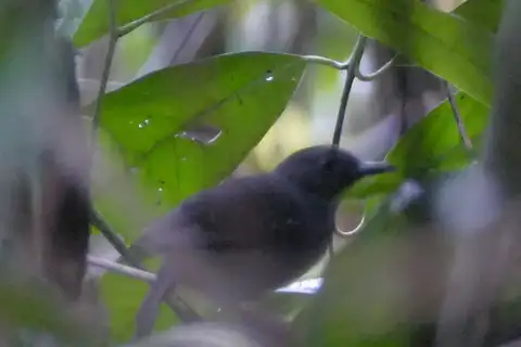 Brownish-headed Antbird