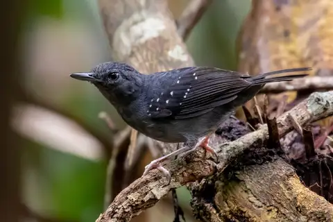 Humaita Antbird