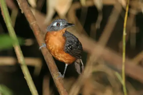 Plumbeous Antbird