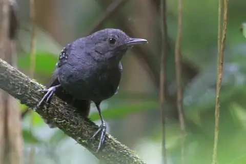 Spot-winged Antbird
