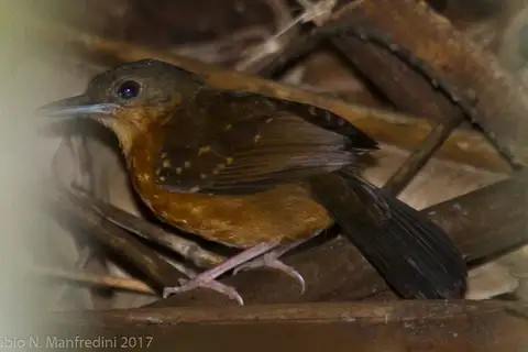 Rufous-faced Antbird