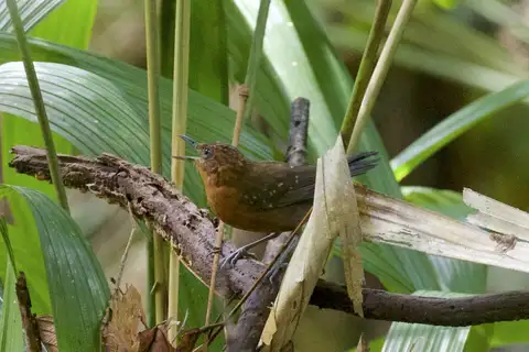 Slate-colored Antbird