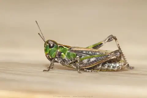 Mottled Grasshopper