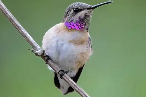 Short-tailed Woodstar