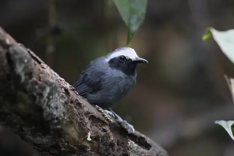 White-browed Antbird