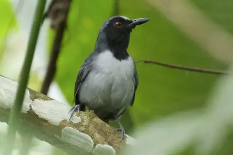 Ash-breasted Antbird