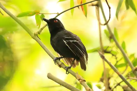 Black-tailed Antbird
