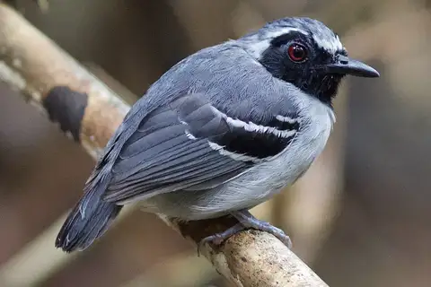 Black-faced Antbird