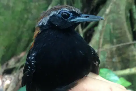 Cordillera Azul Antbird