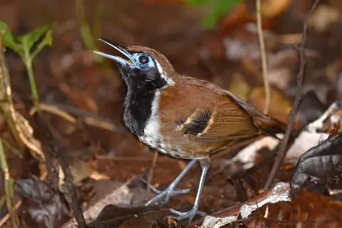 Ferruginous-backed Antbird